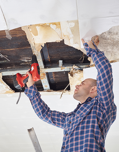 mold damage repair