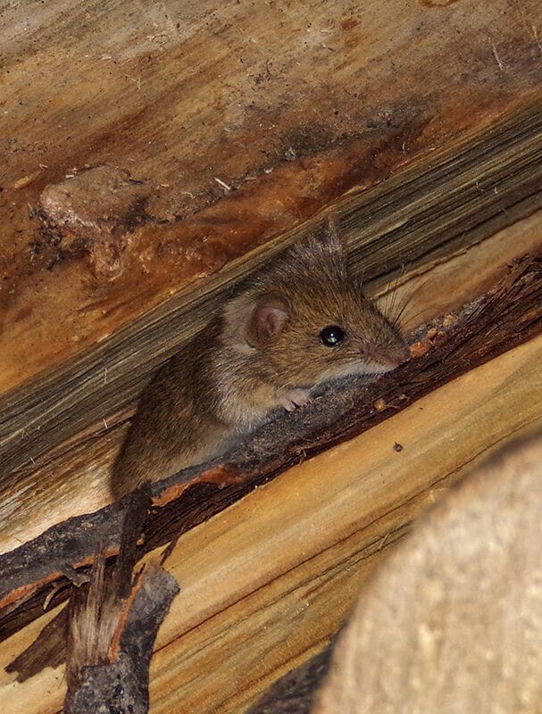 attic insulation replacement | Blown In Insulation