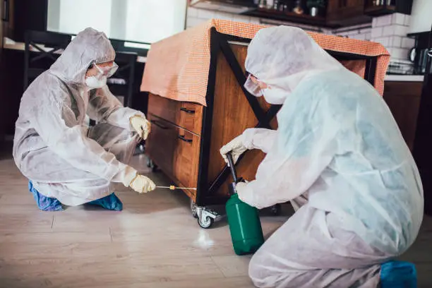 San Antonio black mold removal companies