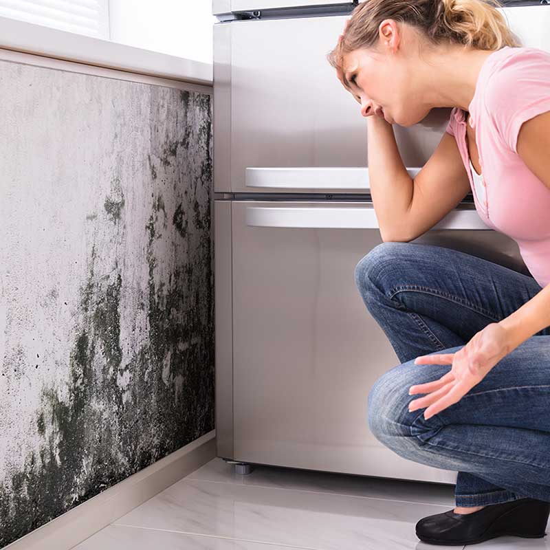 mold remediation on your walls