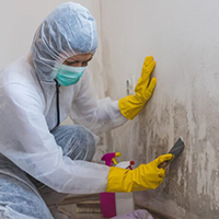 san antonio mold cleaning near me